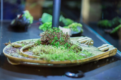 An upside-down toilet seat with plants growing on it
