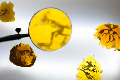 Mehrere gelb-bräunliche Bernsteine mit Einschlüssen, die wie die Überreste kleiner Lebewesen aussehen.