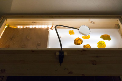 Illuminated wooden showcase with beetles, resin and a magnifiying glass.