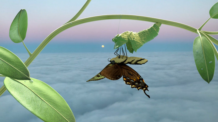 Ein Schmetterling hängt im Himmel über den Wolken Kopfüber an einer Planze.