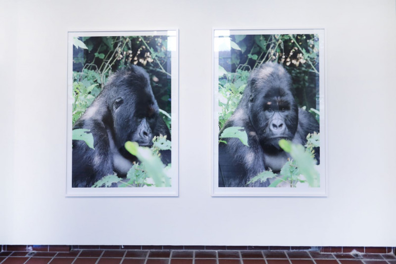 Zwei nebeneinanderhängende Fotografien eines Gorillas an der Wand.