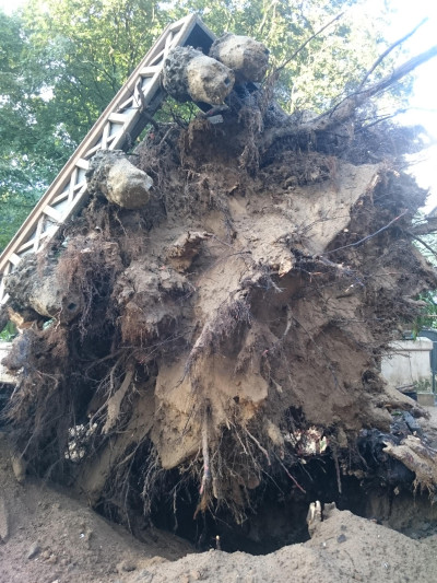 Nahaufnahme des entwurzelten Baums