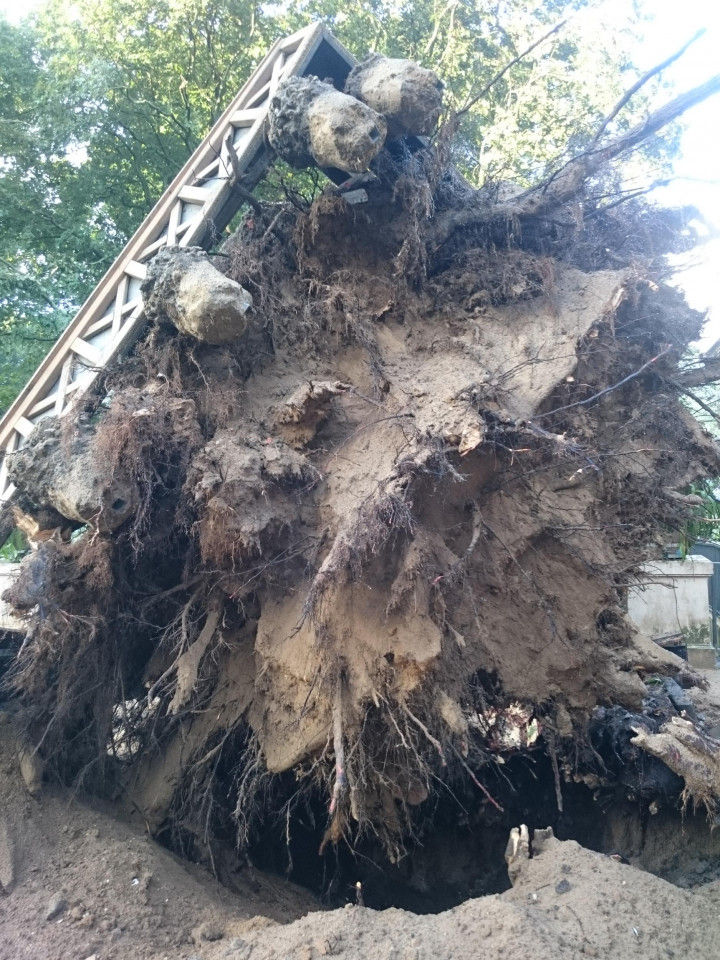Close-up of the uprooted tree