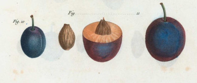 Abbildung von Pflaumen, Pflaumenkernen, halbierten Pflaumen in vier Reihen