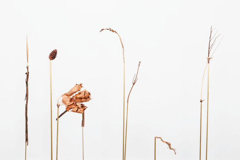 Dried plant parts placed on thin tubes, including a leaf and a cone
