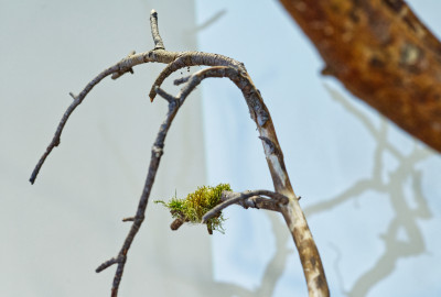 Close-up of a branch