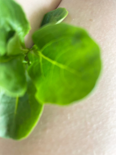 one green salad leaf