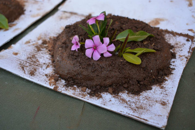 Bild für How to Serve a Mud Cake